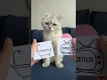 Download Lagu 🥲🥲🥲 #cat #cats