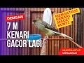 Download Lagu Hanya dengan 7M Kenari Macet Bunyi karena Mabung bisa GACOR Lagi