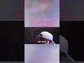 Download Lagu mentahan hana dva yang baru dari TikTok