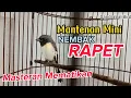Download Lagu BURUNG MANTENAN MINI//NEMBAK RAPET//MASTERAN MANTAP