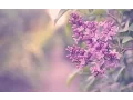 Download Lagu Nasheed  - Hattimu Dhaulmu \