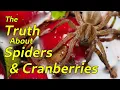 Lagu The Truth About Spiders and Cranberries