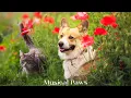 Lagu Soothing Piano Music for Cats \u0026 Dogs | Anti-Anxiety Music for Pets | Pet Music