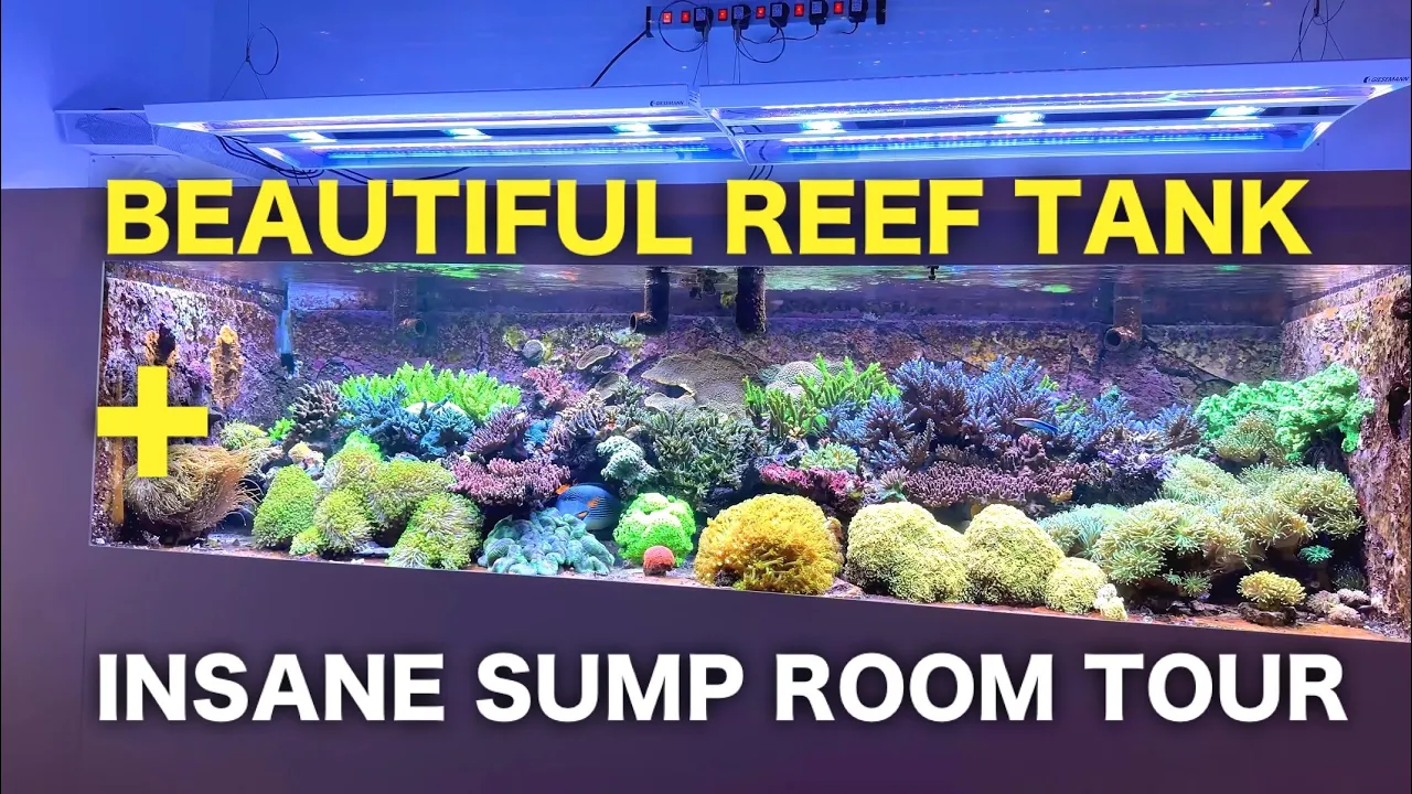 Tank tour - 1500L/400g SPS dominated reef tank with crazy basement sump room