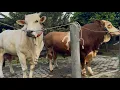 Download Lagu KELILING KANDANG SAPI BARU SETIA FARM‼️🔥🔥🔥