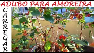 AMORA carregada em vasos Com adubo orgânico Caseiro e especial!
