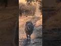 Download Lagu Lion - the jungle king walking attitude 👑🦁 | Viral Content Download Lagu Lion - the jungle king walking attitude 👑🦁 | Viral Content