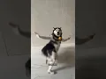 Lagu Husky Dance Troll #husky #dogdance #dance #funny #troll