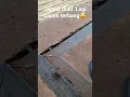 Download Lagu Lebah Ganas. lagi capek terbang, siapkan strategi perang darat😄😄