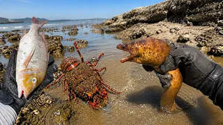 Catching stranded seafood #44 - catching fish, sea ​​snails, squid, lobster, eel, octopus, seafood