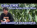 Download Lagu CABE CMK DIPANEN MASIH HIJAU : INI ALASAN DAN KEUNTUNGANNYA