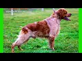 Download Lagu Continental Pointing Dogs-Spaniel  Type |DIVISION 7| Segment 2