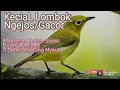 Download Lagu SUARA MASTERAN BURUNG KECIAL Kuning LOMBOK || pleci dakun lombok super jos