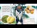 Lagu KOLAM JUGRA BAHAGIAN 19 - MENGGUNAKAN DURIAN \u0026 LANGSAT MEMANCING IKAN SIAKAP ATAU BARRAMUNDI