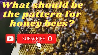 Download An overview of the bee colony. How to develop a bee colony.honey bee. MP3