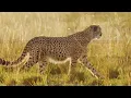 🌿 Exploring UNREAL PLACES on Earth in 4K HDR (60FPS, Dolby Vision) | Green Ambience Nature Film