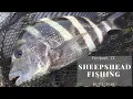 Sheepshead Fishing Freeport TX - 10052019
