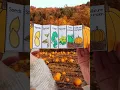 Pumpkin life cycle sequencing activity