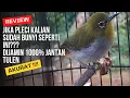 Download Lagu Cara membedakan pleci jantan dan betina dari bunyi