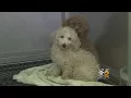 Poodles Rescued From Home Need Adoption