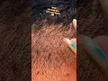Cleaning big black lice #lice #shortsviral #shortsvideo #shortsfeed #shorts