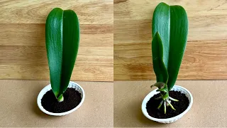 Chỉ Cà Phê! Lá Phong Lan lập tức tạo rễ và mầm mới 
