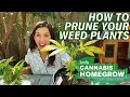 How to prune your weed plants Leafly Homegrow Series