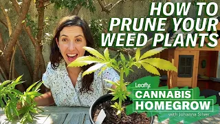 How to prune your weed plants Leafly Homegrow Series
