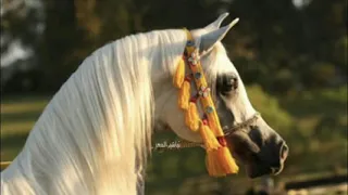 سلام على الدنيا إذا لم يكن بها صديق صدوق 