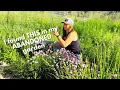 Gardening in the Rural Mountains of Washington State in June-- a Surprise in My ABANDONED Garden