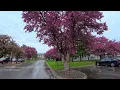 Spring Rain Walk Through American Neighborhood | Nature Sounds for Sleep & Study