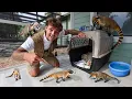 I got a BABY COATIMUNDI for My FARM