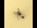 Download Lagu This fly removing its own head without noticing