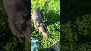 #Fyp #dream #pets #doberman
