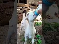 Download Lagu Kambing imut lucu laper minum susu.
