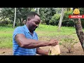 African Village Cooking | Crispy Viazi Karai, Hot Chai & A Delicious Village Feast!