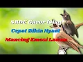 Download Lagu MASTERAN SRDC GACOR FULL ISIAN, MASTERAN SRDC FULL ISIAN