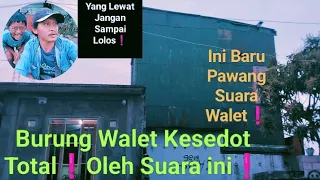sp burung walet ini yang lewat pasti terpikat ini buktinya