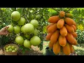 Download Lagu 🌿Can You Grow Fruit Trees FASTER with Pro Techniques! #live