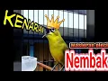 Download Lagu masteran pleci nembak kenari panjang