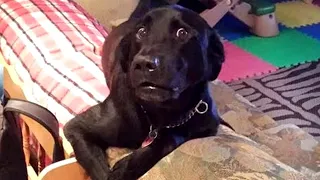 top funny cute dog viral clips 15 best funny video cute dogs the pet facts