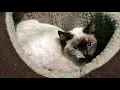 NEW Shy Siamese Kitten Frost Gets Groomed For Adoption Visit