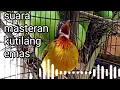 Download Lagu suara masteran kutilang emas
