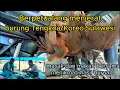 Download Lagu berpetualang menjerat burung tengkoa/koreo sulawesi II gurihnya tengkoa bakar