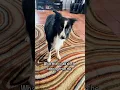 Suspicious Border Collie