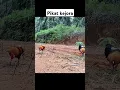 Download Lagu Pikat ayam hutan #pikatayamhutan