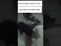 Download Lagu Anak kucing kekeyangan habis minum susu