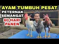 Download Lagu PERTEMBUHAN AYAM LUAR BIASA, INI RAHASINYA‼️
