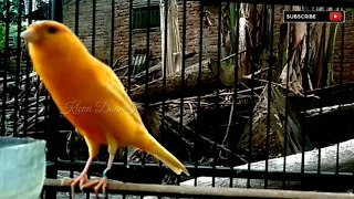 canary most powerful song for training