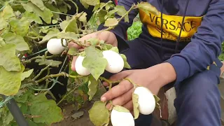 Egg Tree Real or Fake Plant Tree Growing Real Eggs